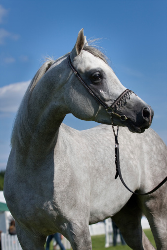 white arabian horse at showground