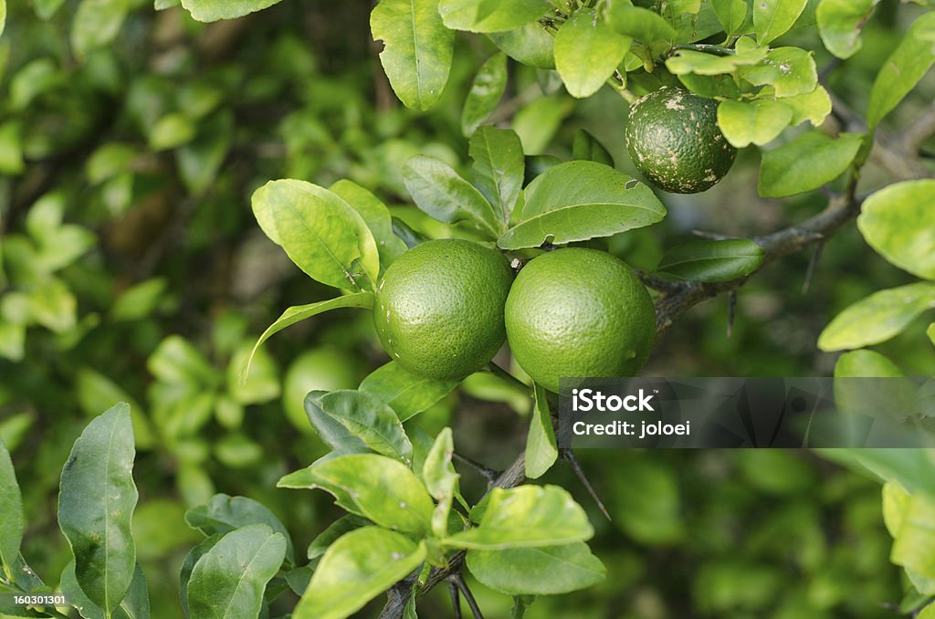 Citron suspension sur arbre - Photo de Agriculture libre de droits