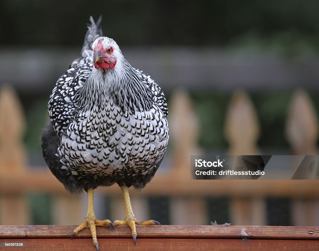 Schöne Hühner die auf coop in urbaner Umgebung - Lizenzfrei Einzelnes Tier Stock-Foto