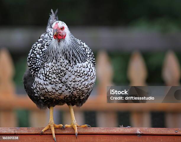 Schöne Hühner Die Auf Coop In Urbaner Umgebung Stockfoto und mehr Bilder von Einzelnes Tier - Einzelnes Tier, Ernst, Feder