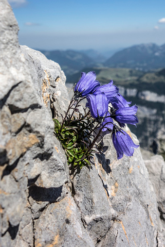 Campanula alpina in the Austrian Alps