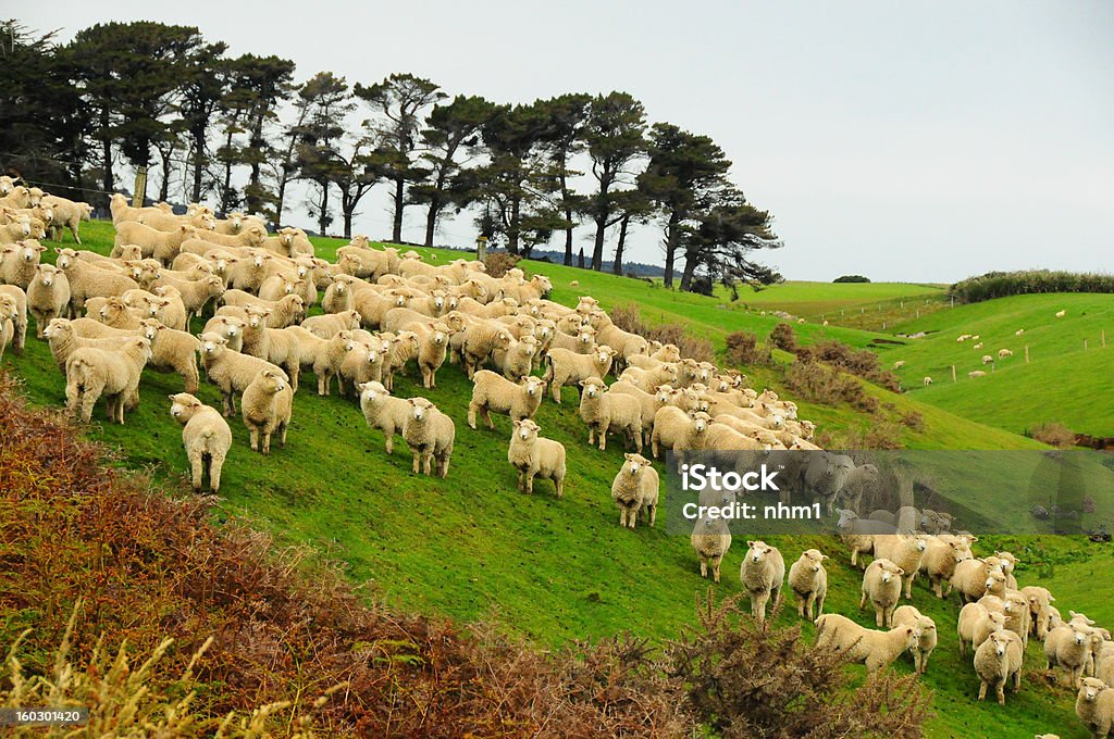 Carneiros na Nova Zelândia - Foto de stock de Agricultura royalty-free