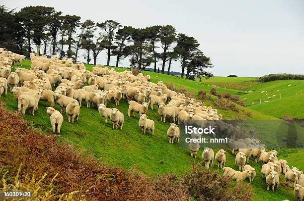 Foto de Carneiros Na Nova Zelândia e mais fotos de stock de Agricultura - Agricultura, Animal, Animal de Fazenda