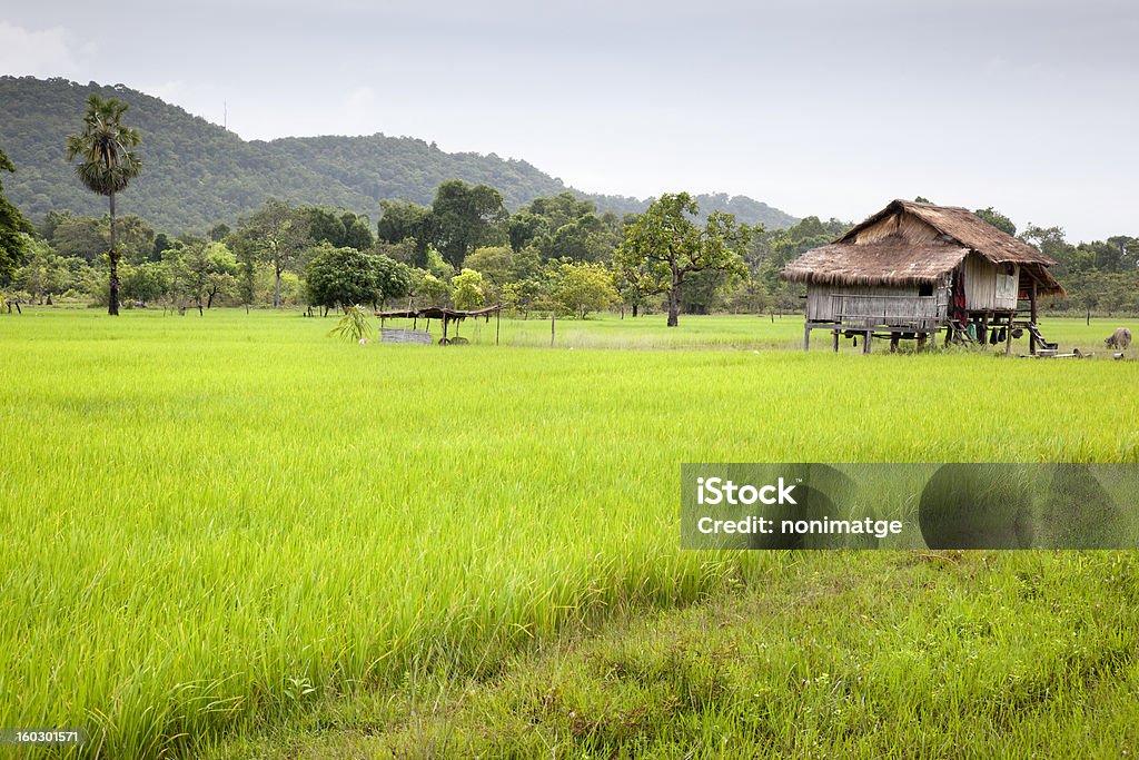 Campo de arroz - Foto de stock de Campo de arroz libre de derechos
