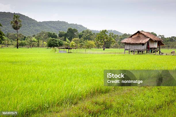 Campo De Arroz Foto de stock y más banco de imágenes de Campo de arroz - Campo de arroz, Laos, Agricultura