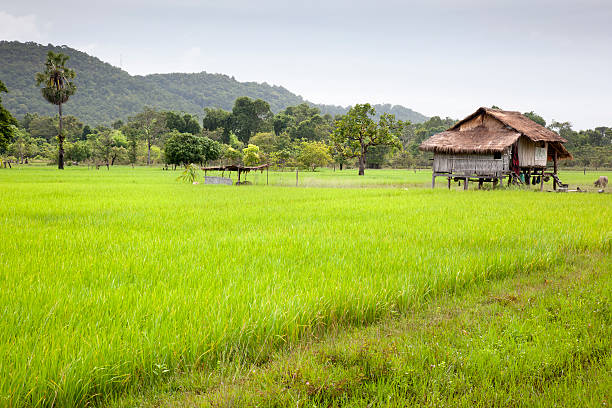 campo di riso - monsoon laos horizontal horizon over land foto e immagini stock