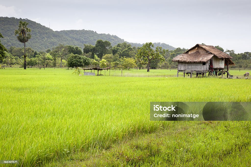 Campo de Arroz - Royalty-free Arrozal Foto de stock