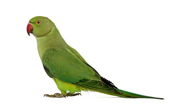 Side view of a Rose-ringed Parakeet, Psittacula krameri, also known as Ring-necked Parakeet against white background