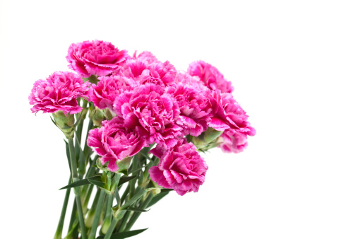 close-up of pink carnations