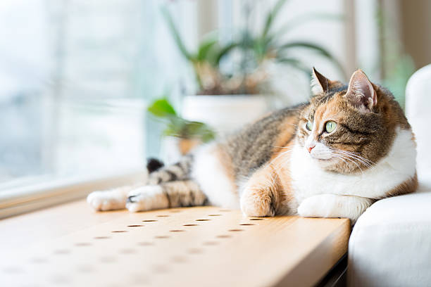 istock Tabby cat lying by the window relaxing 160303176