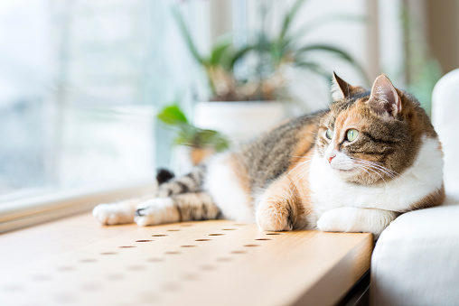 Tabby, three-colored cat lying on wooden bench by the window.
