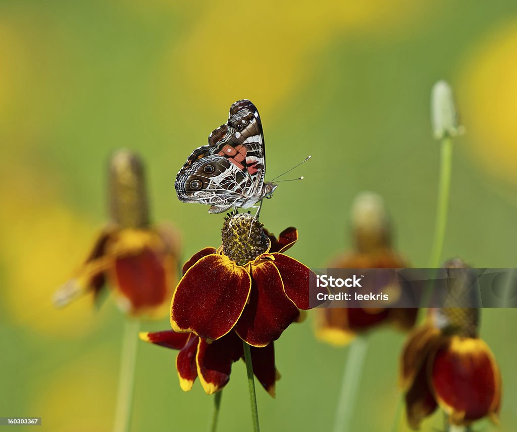 American Lady butterfly mexikanischen Hut und Blumen - Lizenzfrei Schein-Sonnenhut Stock-Foto