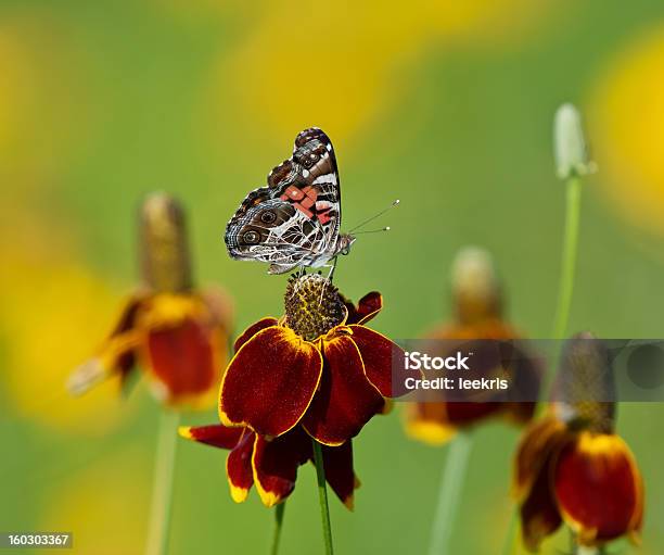 American Lady Butterfly Mexikanischen Hut Und Blumen Stockfoto und mehr Bilder von Schein-Sonnenhut