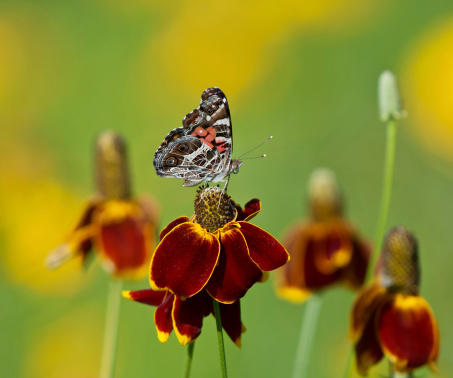 American Lady butterfly (Vanessa virginiensis) on Mexican Hat flowers