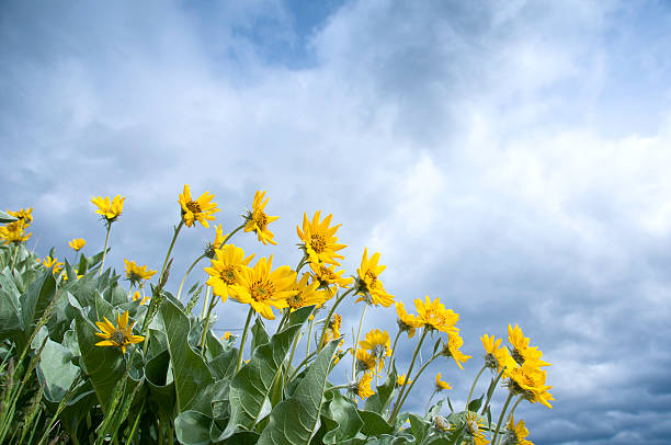 アローリーフバルサムルート花で、空に ストックフォト