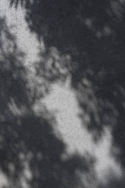 istock shadow of leaves on a light wall 1603052934