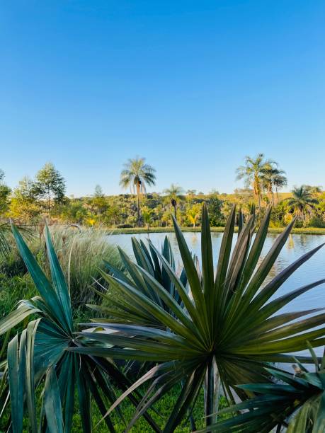 Plant A lake with a beautiful plantation and a beautiful landscape. uberlandia stock pictures, royalty-free photos & images