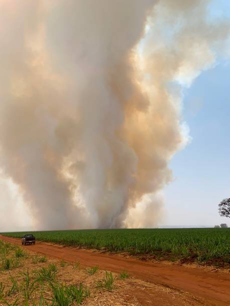 Burn A fire covering the sky with smoke on a sugarcane plantation. uberlandia stock pictures, royalty-free photos & images