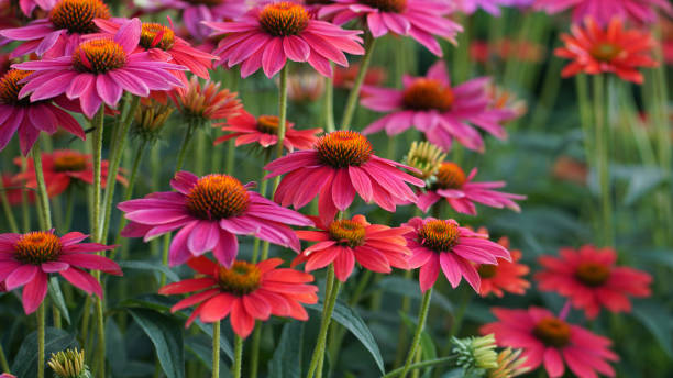 istock Lakota Coneflowers 1603067739