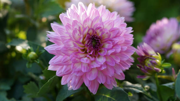 istock Veniti Pink with White Eye Dahlia in bloom 1603068281
