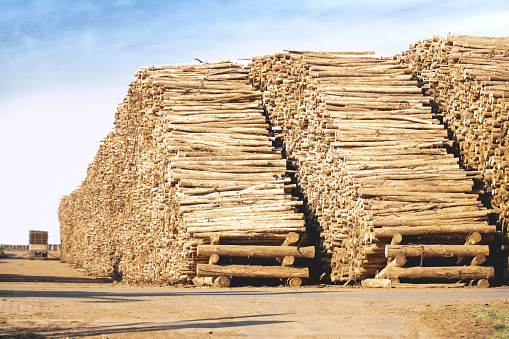 Pile of Eucalyptus tree logs at a paper industry. A truck is unloading beside it.