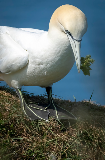 Gannets on Bempton cliffs, Flamborough Head