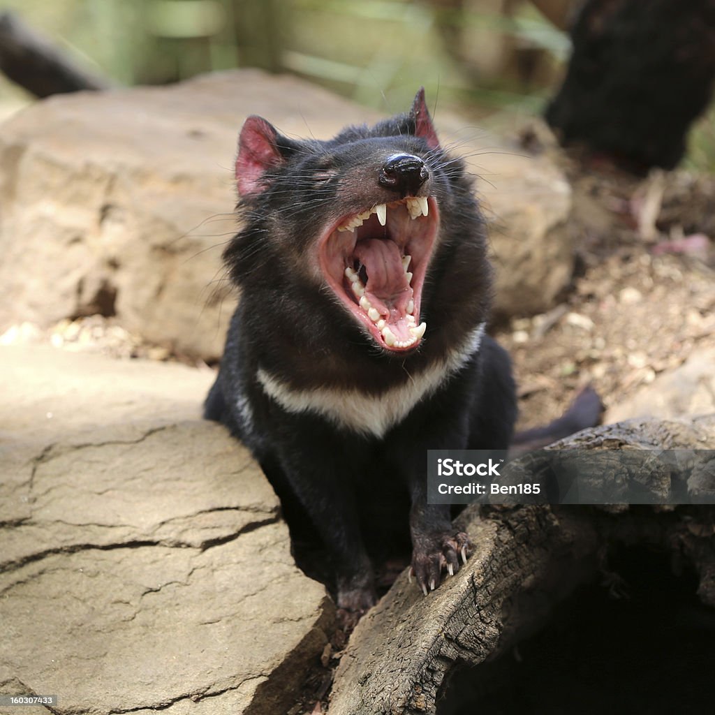 Tasmanian Devil Tasmanian Devil (Sarcophilus harrisii) Tasmanian Devil Stock Photo