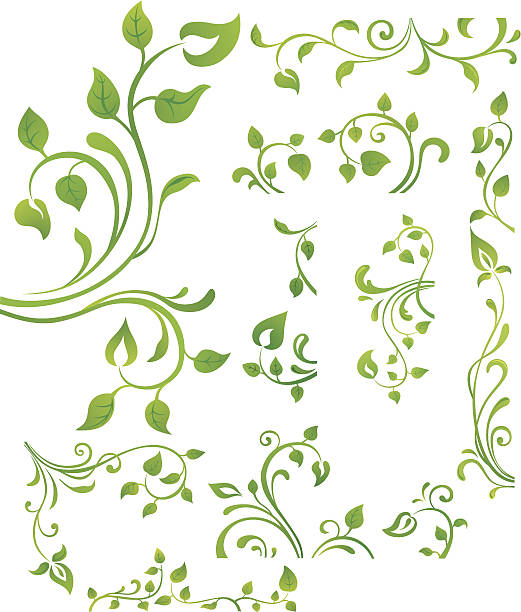 Green floral element Vector collection of green branches with leaves. vine stock illustrations