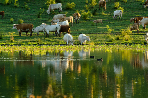Cows drink at a lake.