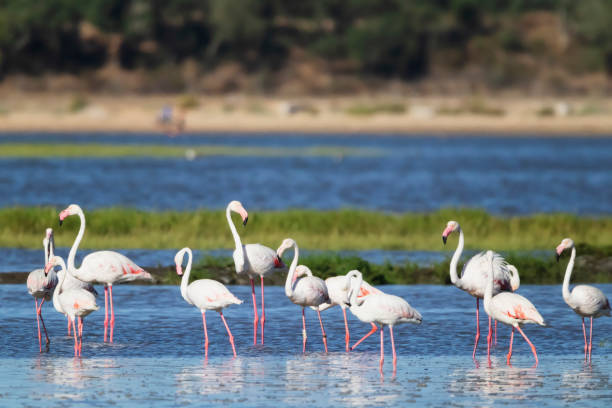 istock Flamingos in Portugal 1603083652