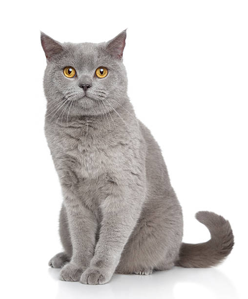 istock British Shorthair cat portrait 160310132