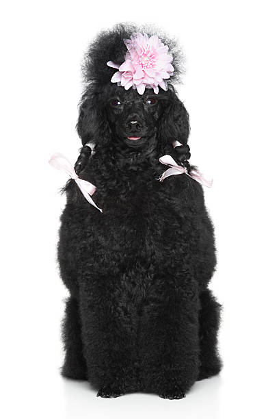 istock Miniature Poodle portrait on white background 160310278