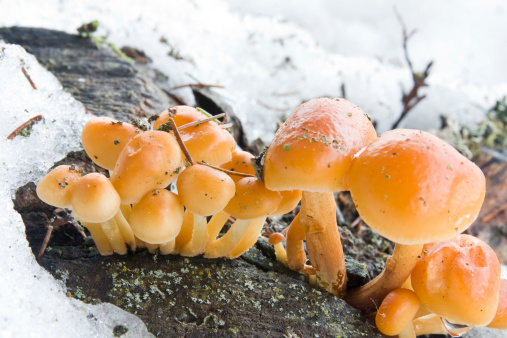 Details of a group of mushrooms, Flammulina velutipes type (Collybia velutipes) in the middle of the winter snow and ice. Edible mushroom.