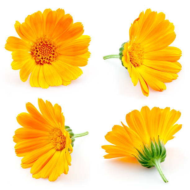 istock marigold flowers. Calendula isolated on white. set 160310572