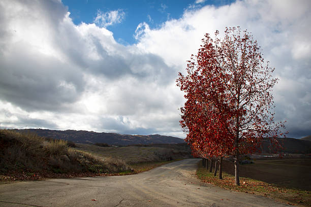 Forro de estrada de país - fotografia de stock