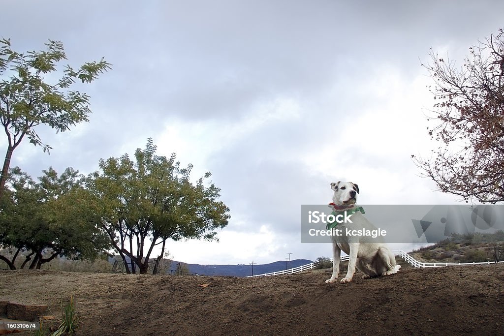 Country-Hund - Lizenzfrei Anhöhe Stock-Foto