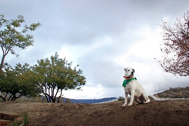 Cão de país - fotografia de stock