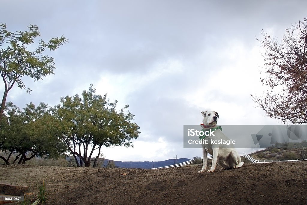 Страна собака - Стоковые фото Возвышенность роялти-фри