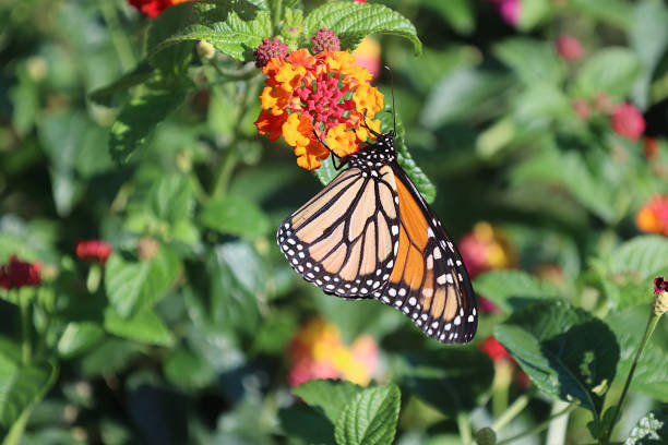 istock Monarch On Lantana Flower 1603108519