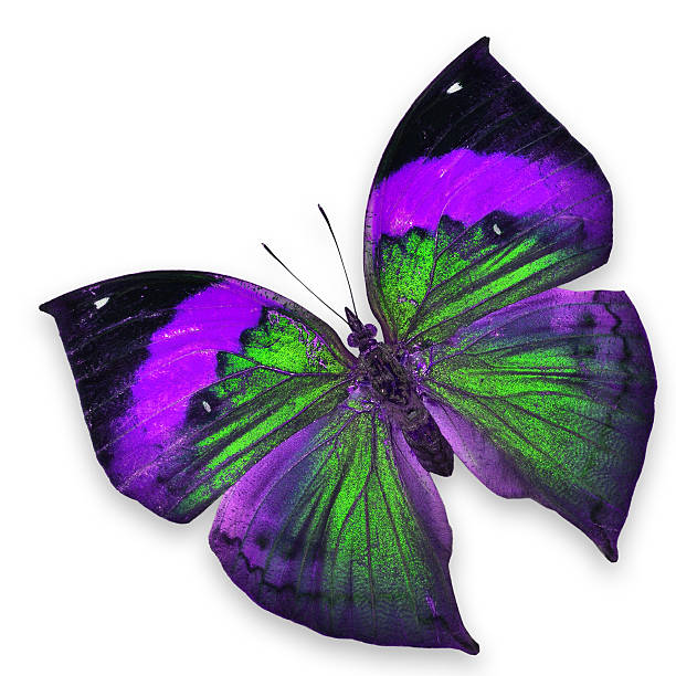 istock Purple and green butterfly 160311157