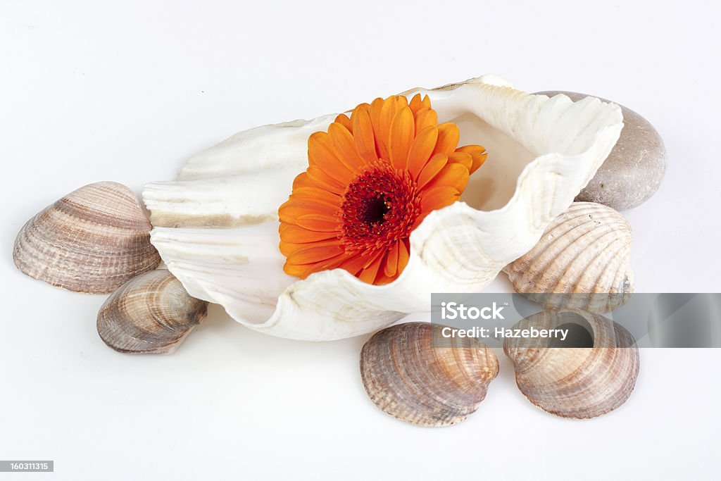 Gérbera e shell - Royalty-free Amêijoa - Animal Foto de stock