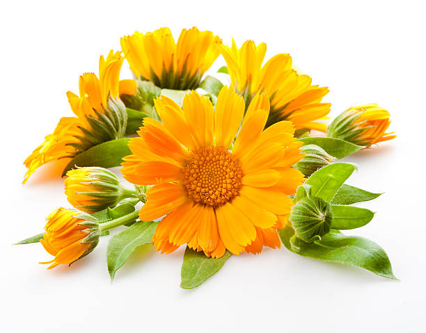istock Calendula. flowers with leaves isolated on white 160311421