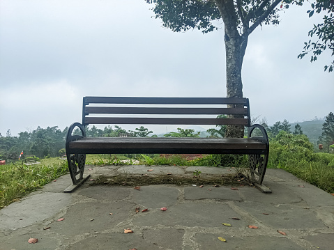 The empty bench below a tree in the park