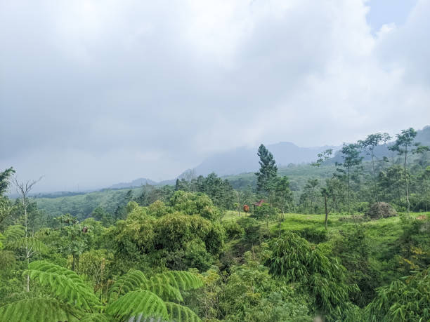 istock Trees on the hills with mist 1603115628