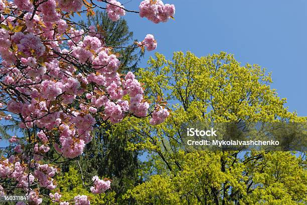 Foto de Primavera De Árvores e mais fotos de stock de Azul - Azul, Beleza natural - Natureza, Cabeça da flor