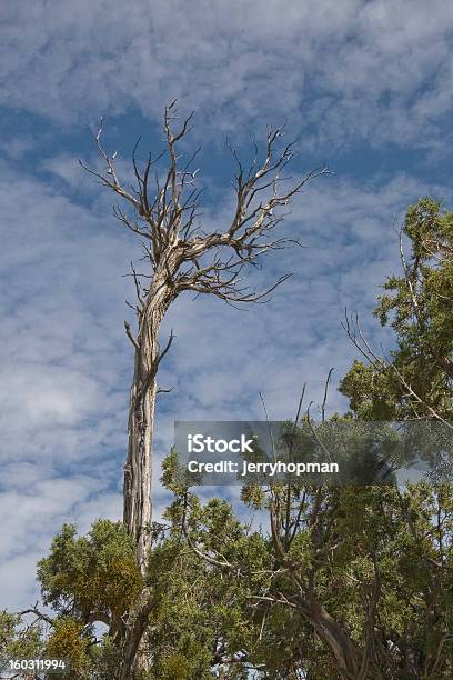 Árbol Latente Foto de stock y más banco de imágenes de Aire libre - Aire libre, Cielo, Cirro