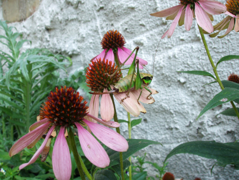 Green grasshopper on a coneflower (Echinacea)