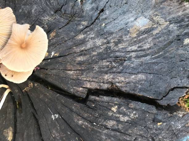 cogumelos castanhos claros - orange mushroom asia brown - fotografias e filmes do acervo