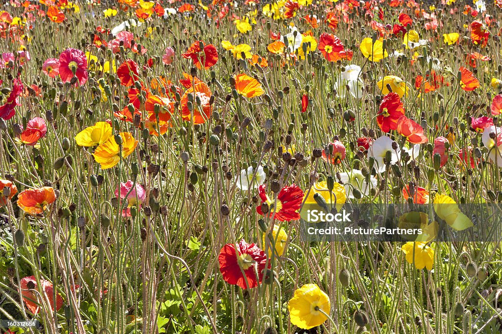 Campo con fiorente poppies - Foto stock royalty-free di Aiuola