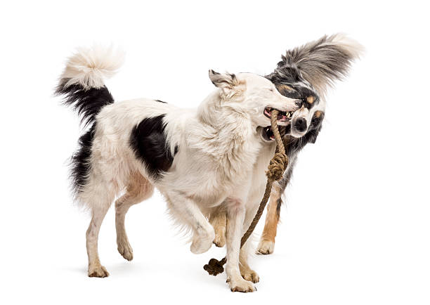 istock Border Collie and Australian Shepherd playing with a rope 160312968